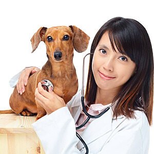veterinaria veterinaria