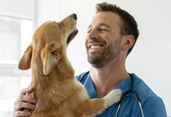 veterinario veterinario