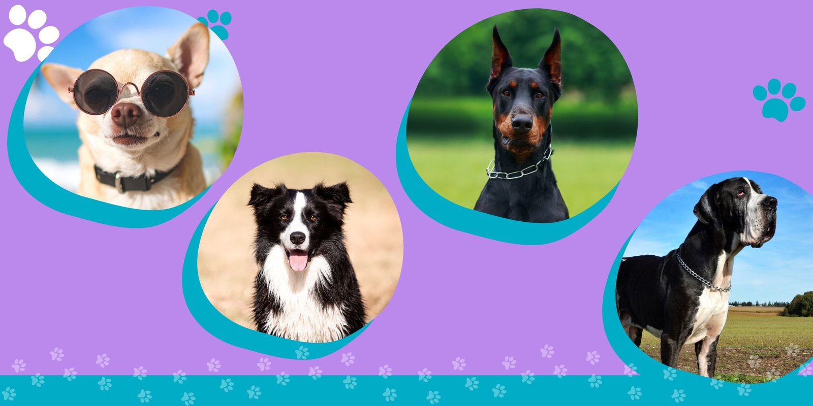 La edad real de tu perro depende de su tamaño