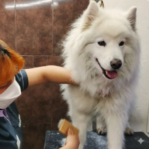 peluqueria canina valle de los chillos