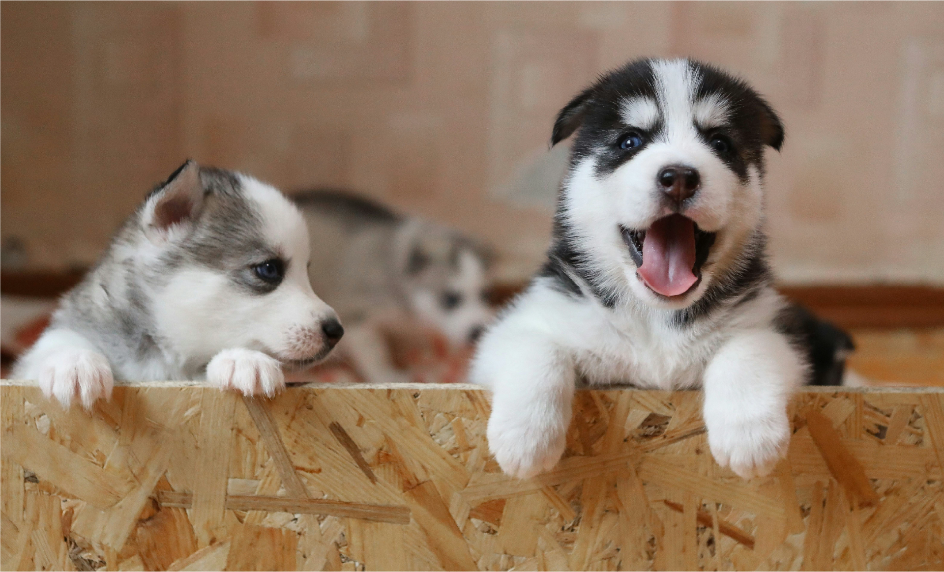 cachorro en etapa de transición temprana