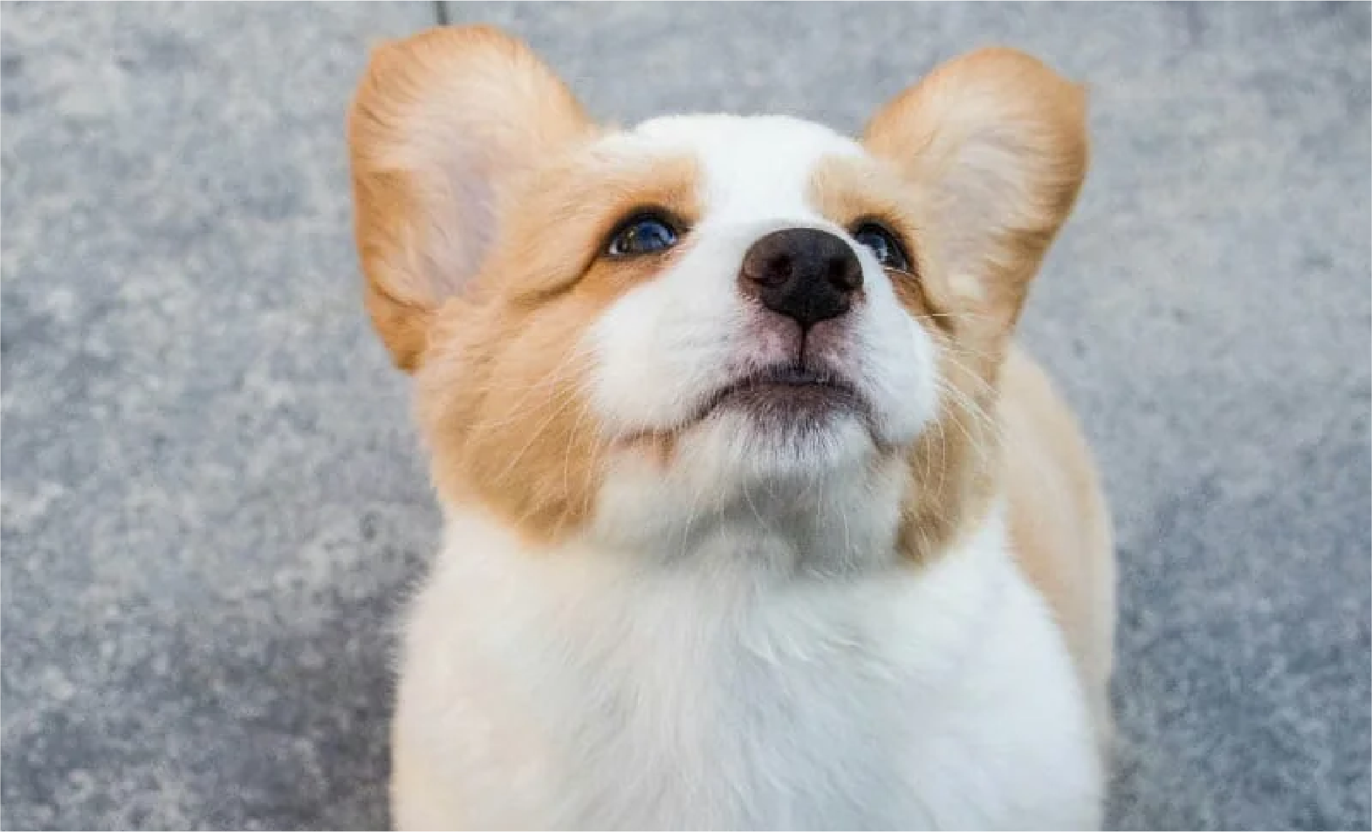 socialización secundaria del cachorro