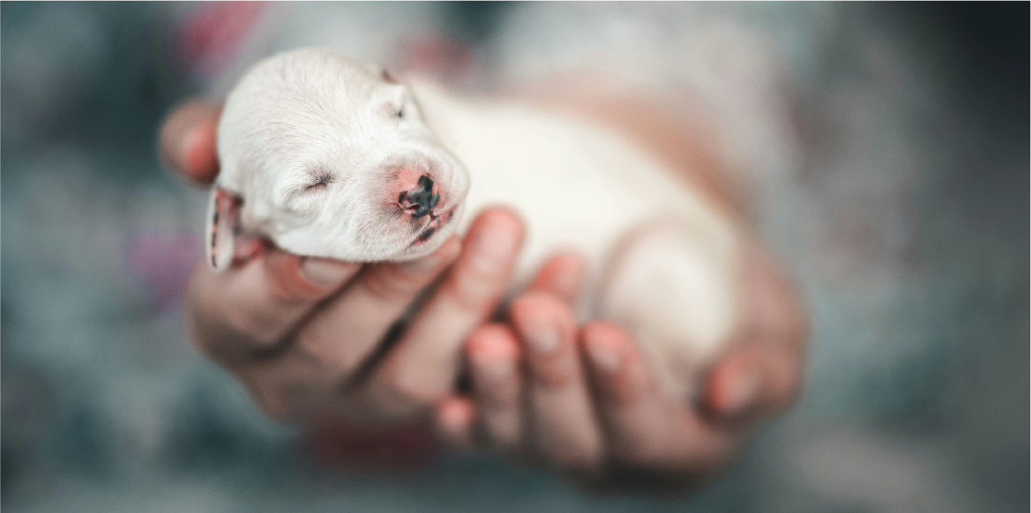 cachorro recién nacido cuidados