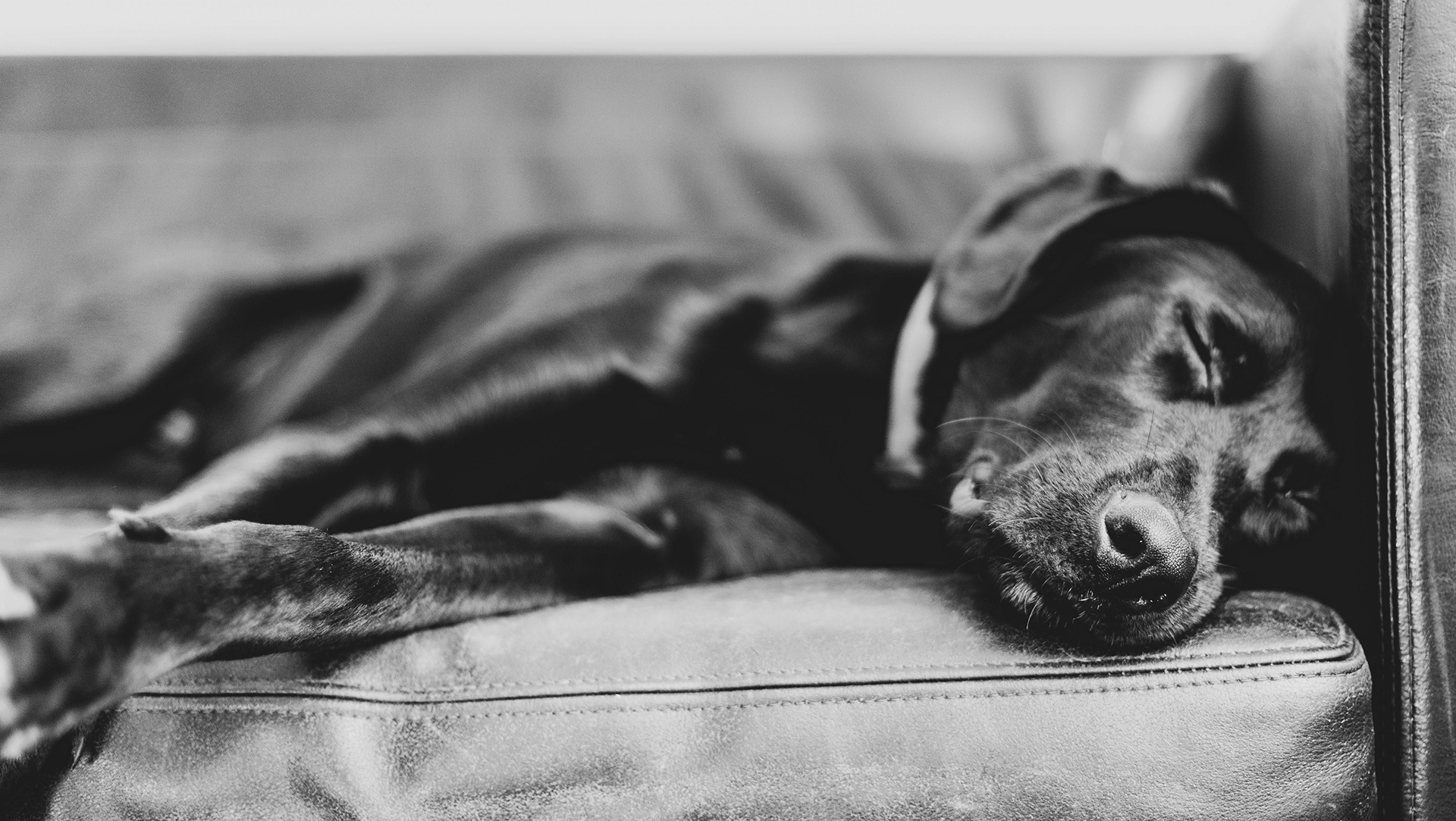 luto por la muerte de mi perro