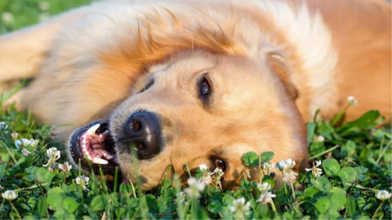 perro en etapa joven