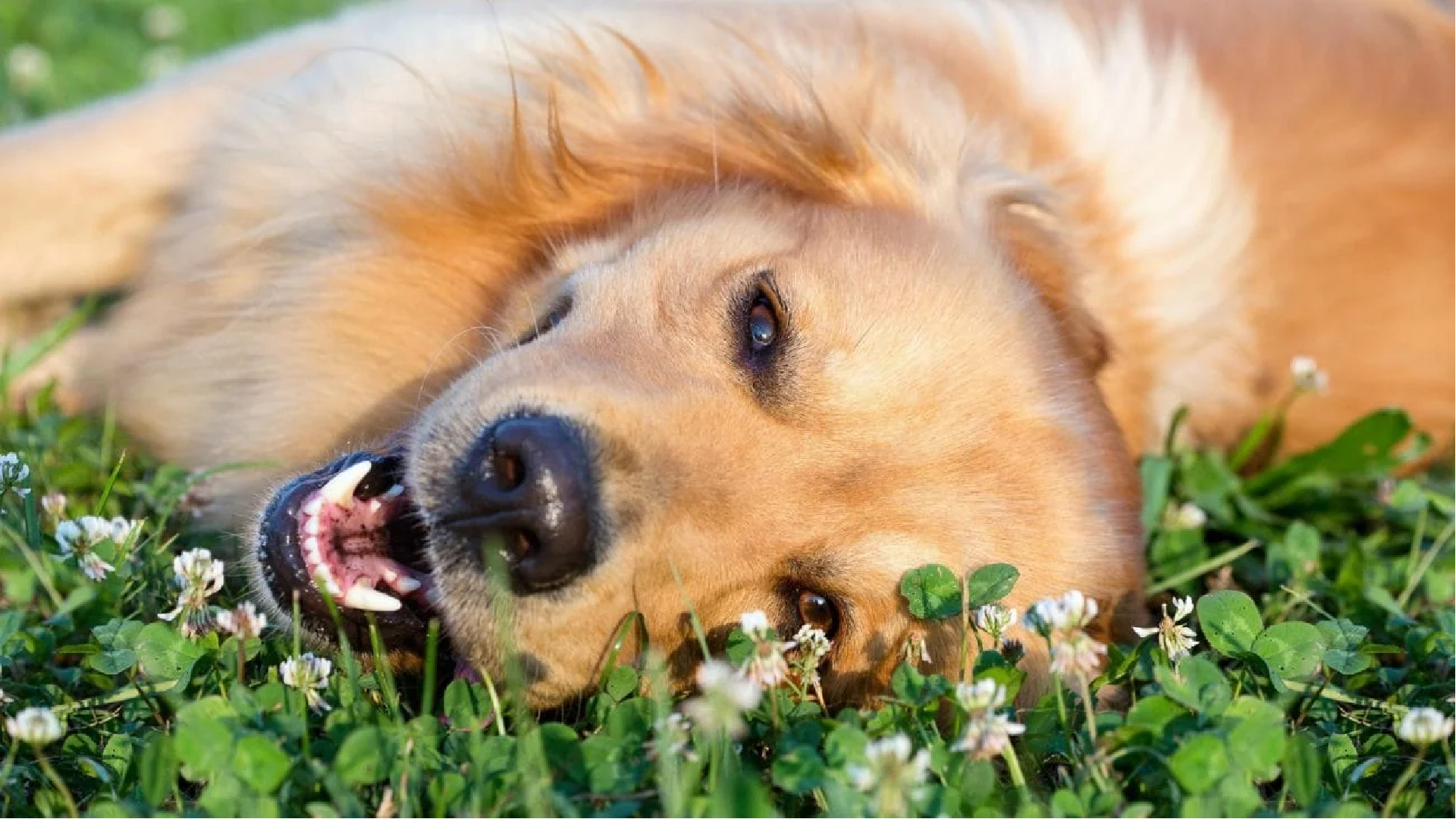 perro en etapa joven