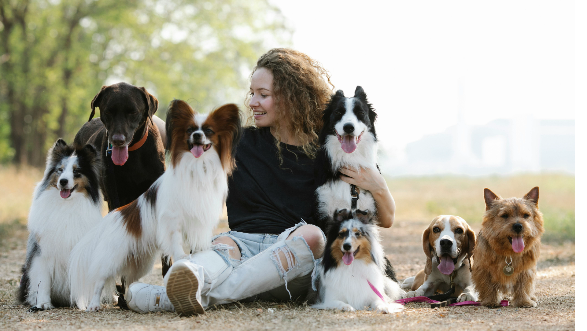 perro adulto cuidados