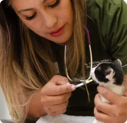 atencion veterinaria valle de los chillos